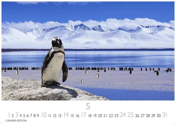 Produktbild Pinguine 2026 S 24x35cm (24 x 35 cm, Deutsch)