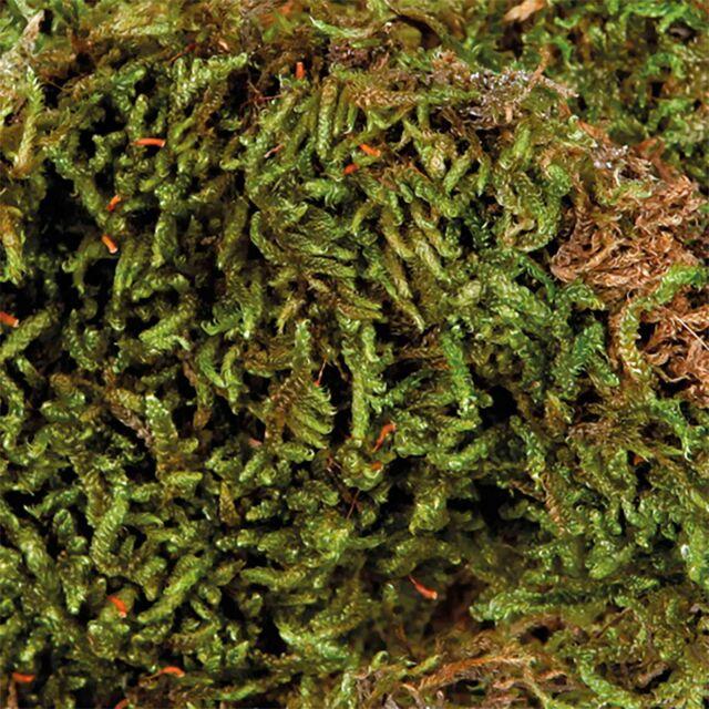 Actual product image Trixie Terrarium moss