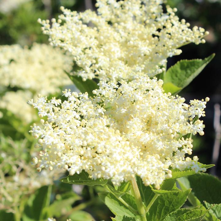 Produktbild Zulauf Schwarzer Holunder / Sambucus nigra (100 cm)
