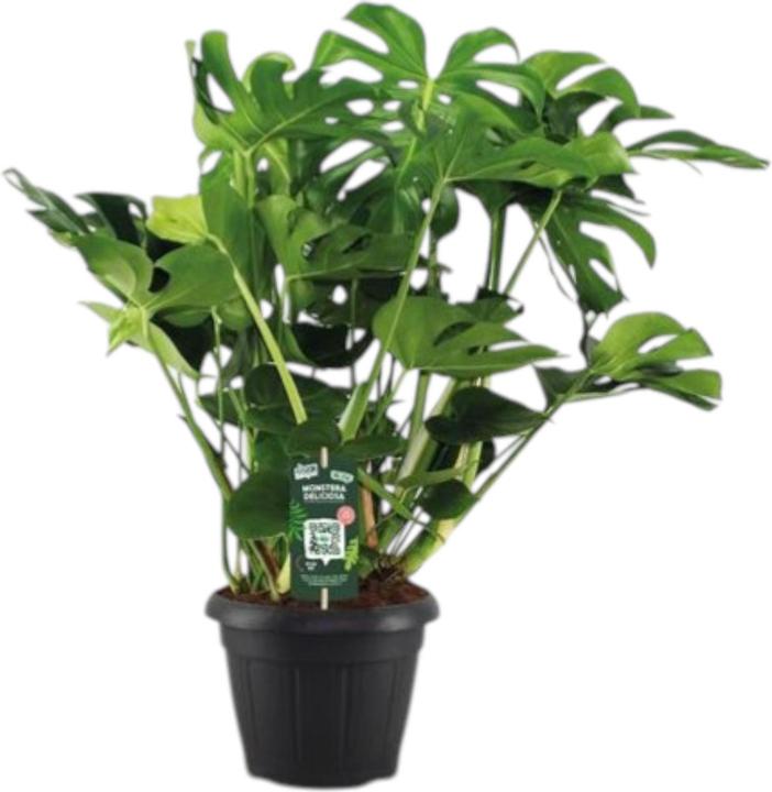 Produktbild Plantlovers Monstera Deliciosa (Fensterblatt) (85 cm, Frisch umgetopft)