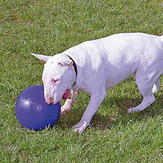 Produktbild Company of Animals Boomer Ball (Ballspielzeug Hund)