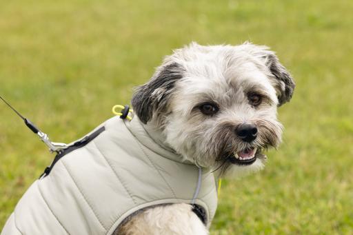 Immagine prodotto Beeztees Bz Cappotto Per Cani Bobby Taupe 52 (52, Cappotto per cani)