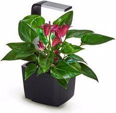Image du produit Tregren Pot à herbes T3 Noir (17.50 cm)