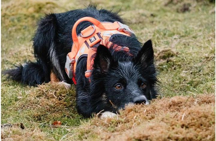 Produktbild Hurtta Geschirr Weekend Warrior ECO (XXL, Hund, Allgemein)