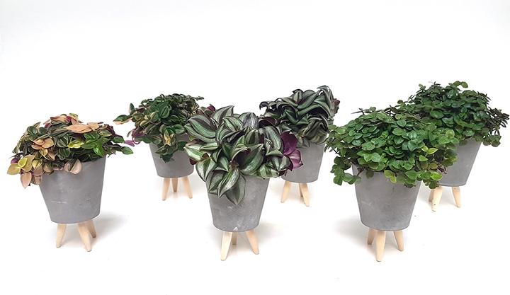 Rutishauser Blumen Table decoration set of 6 (11 cm)