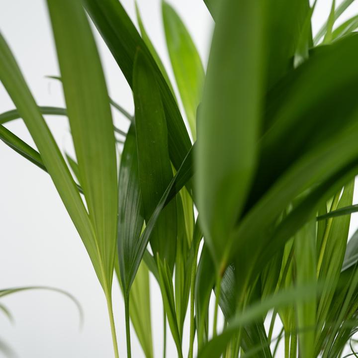 Actual product image Plant in a Box Chlorophytum, Cyperus, Musa, Areca - Mixture of 4 Pet-friendly plants (25 cm)