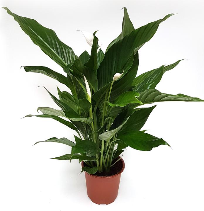 Rutishauser Einblatt (85 cm)