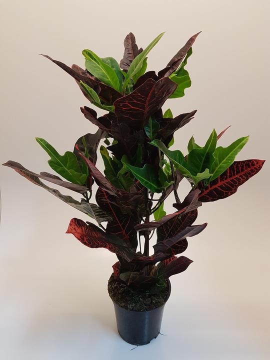 Immagine prodotto Rutishauser Croton (60 cm)