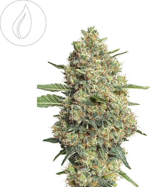Image du produit JYM's Graines de CannaQueen CBD féminisées 3 pcs (Graines de plantes)