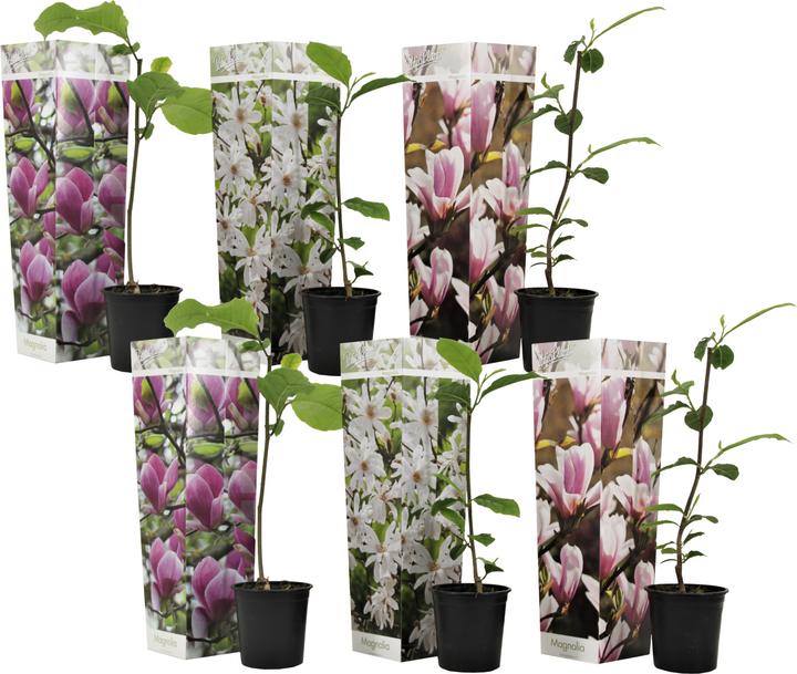 Produktbild Plant in a Box Magnolia susan, soulangeana, stellata (25 cm)