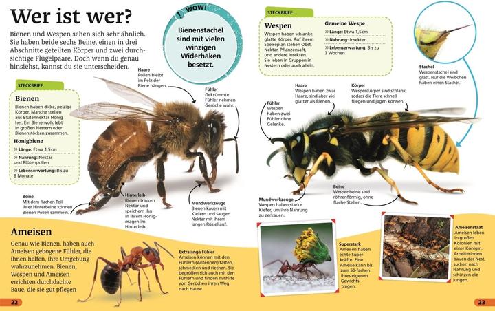 Produktbild Superchecker! Insekten (Deutsch, Andrea Mills, Wolfgang Beuchelt, Brigitte Rüssmann, 2022)