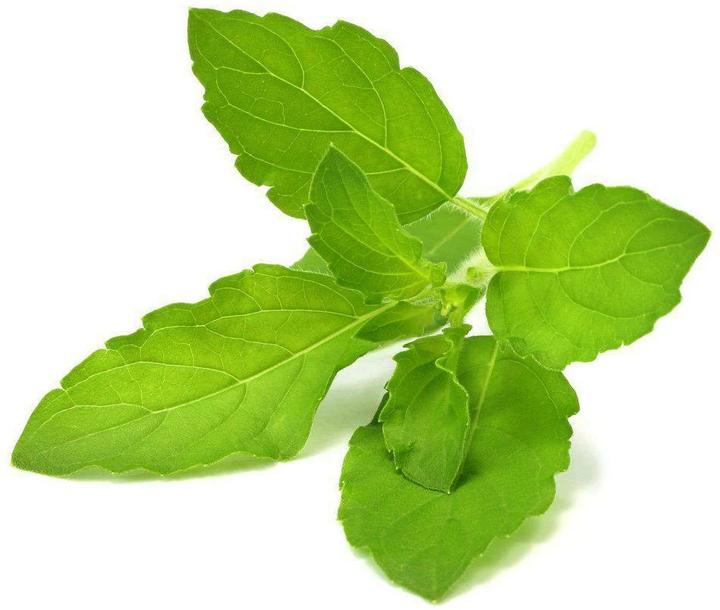 Actual product image Click and Grow Holy basil (Herb seeds)