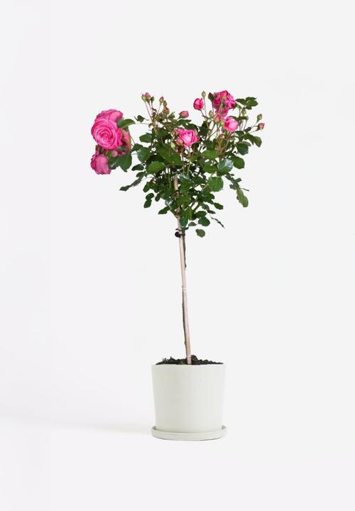 Actual product image Plant in a Box Rosa Palace 'Topkapi' - Stem rose (80 cm)
