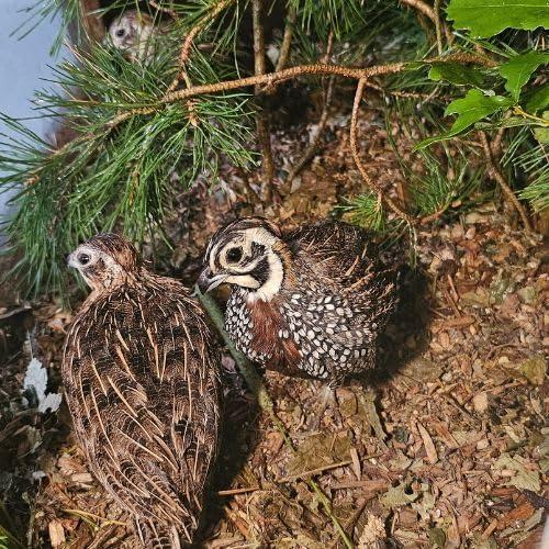 Produktbild WachtelGlück Waldboden (13 kg, Einstreu)