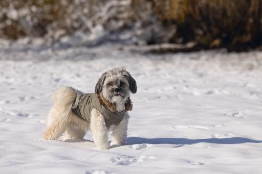 Produktbild Designed by Lotte Hundemantel Philos (XS, Hundemantel)