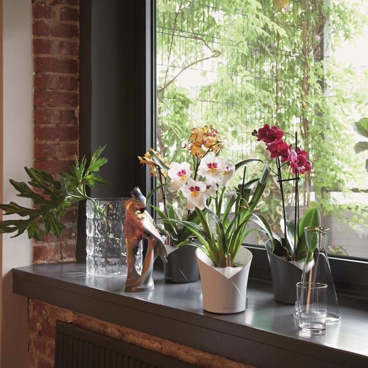 Actual product image Lechuza Orchidea (17.90 cm)