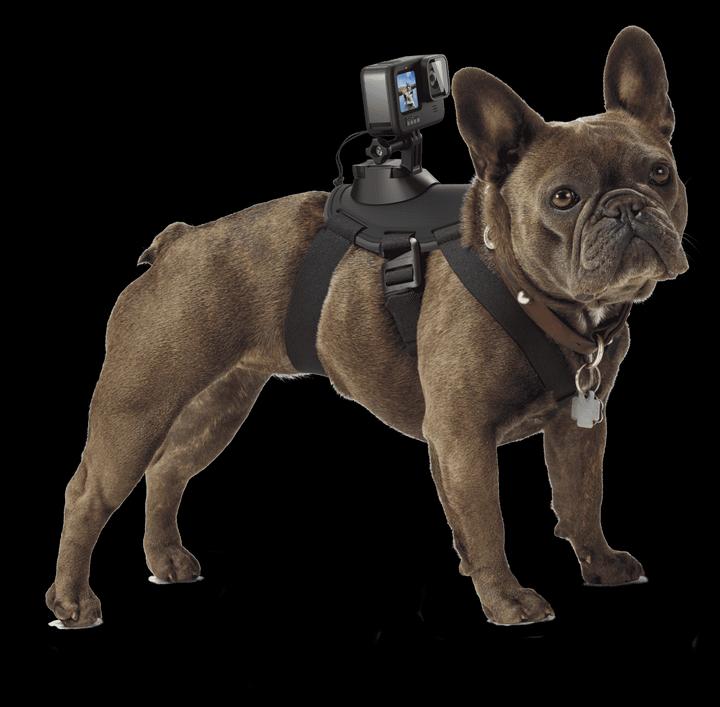 Produktbild GoPro Fetch Hundegeschirr (Hero 7, Universal, Osmo Action)