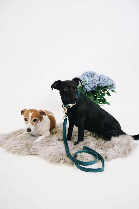 Produktbild Kentucky Dogwear Hundeleine Velvet (L, Hund, Allgemein)