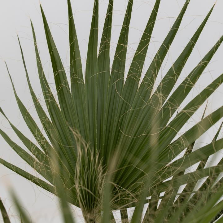Actual product image Plant in a Box Washingtonia Robusta - Mexican fan palm (50 cm)