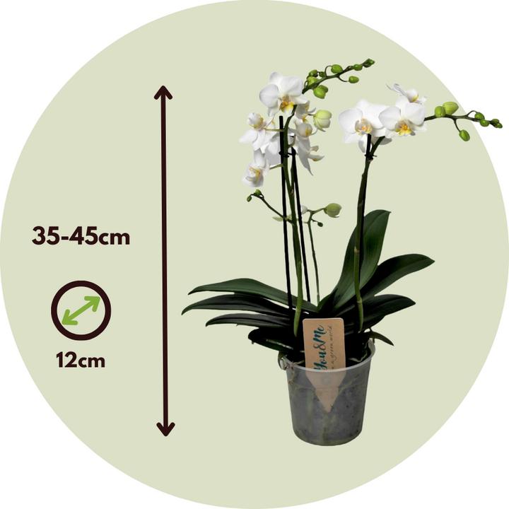 Produktbild Plant in a Box Phalaenopsis Multiflora - Schmetterlingsorchidee (35 cm)