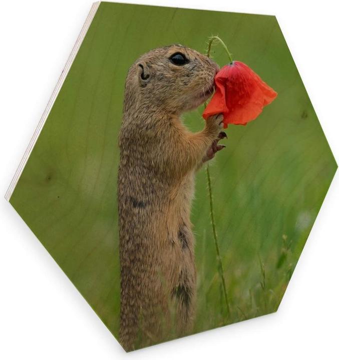 Produktbild Trenddeko van Duijn - Erdhörnchen mit Mohnblume (35 x 30 cm)