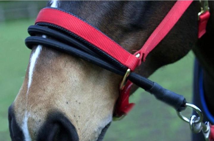Actual product image Sundry Ezyloader Horse Head Collar Adapter