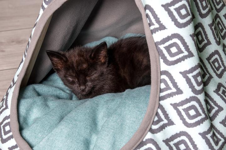 Immagine prodotto Karlie Teepee (Gatto)