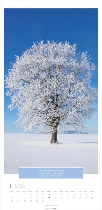 Produktbild Wunderwelt der Bäume Kalender 2026 (33 x 68 cm, Deutsch)