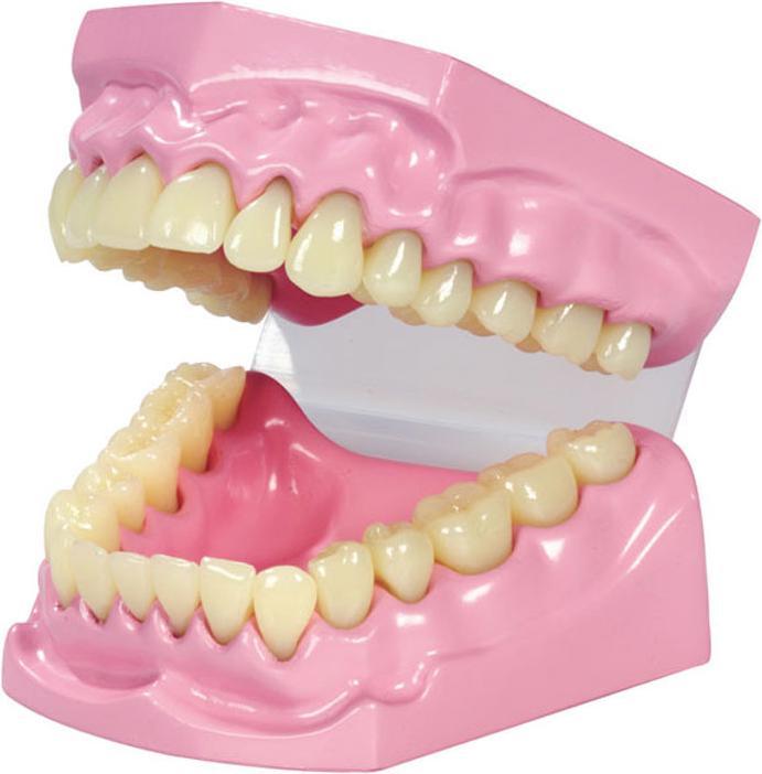 Actual product image Betzold Masticatory and dental model