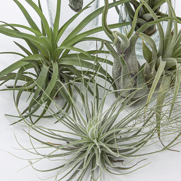 Immagine prodotto Kakteen Gautschi Tillandsia Set 3 (15 cm)