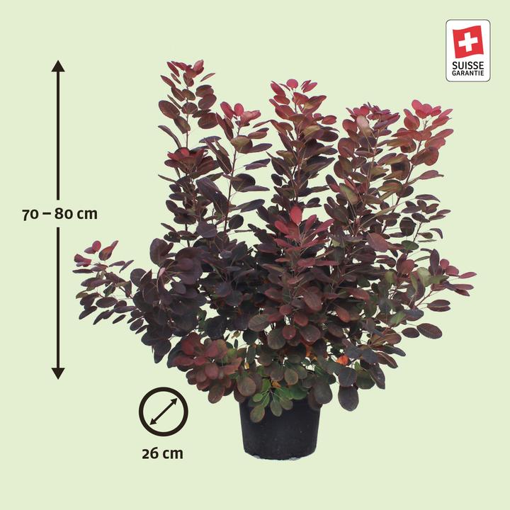 Produktbild Zulauf Perückenstrauch / Cotinus cog. 'Royal Purple' (80 cm)