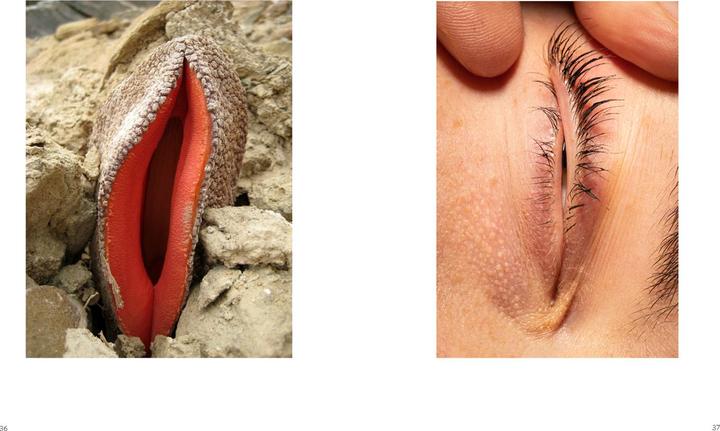 Produktbild I see Vulvas everywhere (Deutsch, Lisa Frischemeier, 2023)