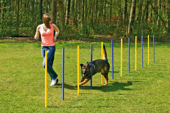 Karlie Slalom d'agilité (Agility)