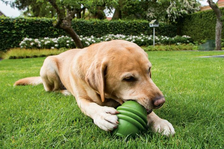 Image du produit Beeztees Sumo Play (Jouet à mâcher pour chien)