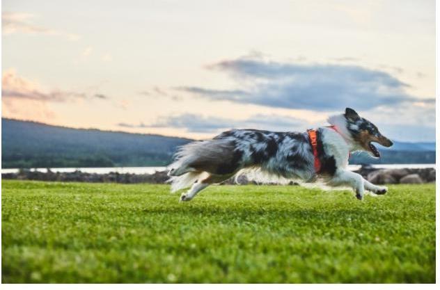 Actual product image Non-Stop Dogwear Line Harness 5.0 Orange 6 (6, Dog, General, Dog sport, Walks, Work, Pushbike)