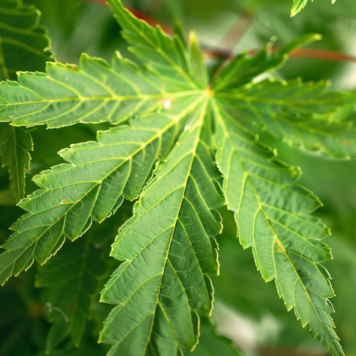 Produktbild Plant in a Box Acer palmatum 'Going Green' - Japanischer Ahorn (35 cm)