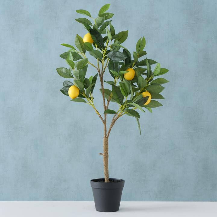 Produktbild Zitronenbaum (70 cm)