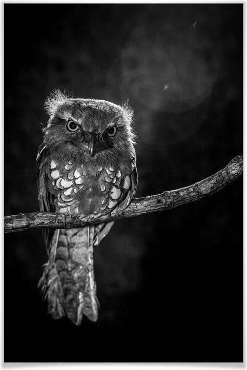 Image du produit Trenddeko Wilianto - Staring Owl (50 x 75 cm)