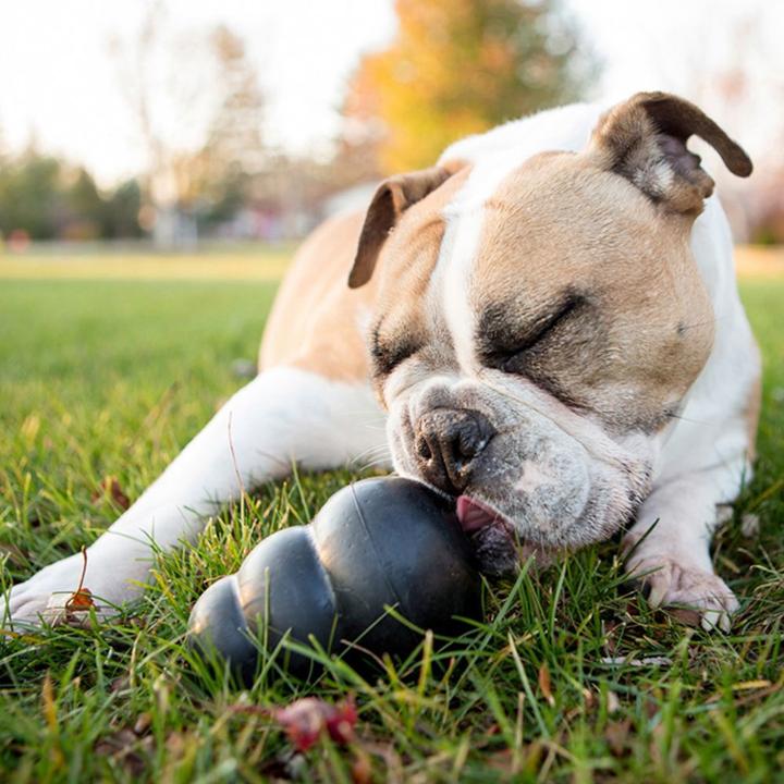 Image du produit KONG Extrême (Apporter, Jouet alimentaire pour chien, Jouet à mâcher pour chien)