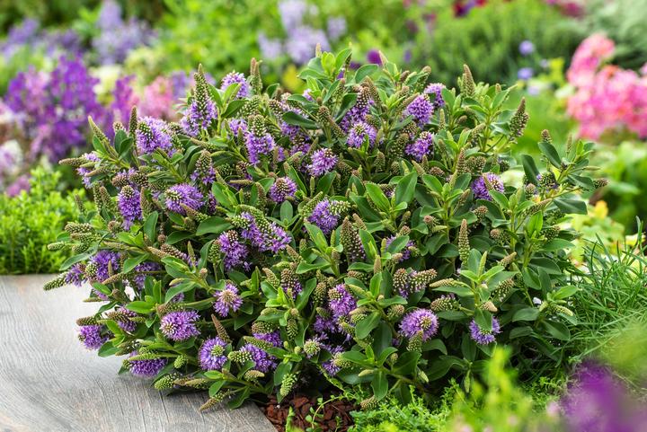 Produktbild Plant in a Box Hebe All Blooms 'Siara' - (30 cm)