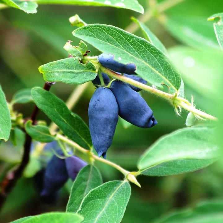 Produktbild Zulauf Maibeere / Lonicera kamtschatica 'Maistar'® (40 cm)