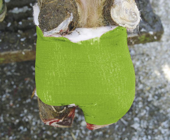 Actual product image Kerbl Claw bandage VETlastic