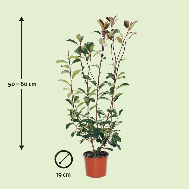 Produktbild Zulauf Glanzmispel / Photinia x fraseri 'Red Robin' (60 cm)