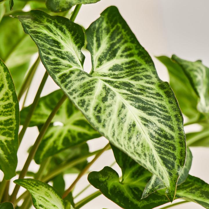 Produktbild Mary and Plants Syngonium White Butterfly mit Terrakotta Topf (45 cm)