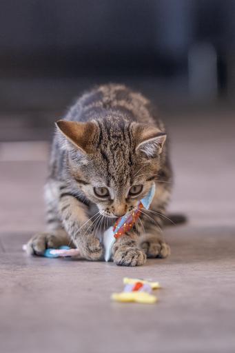 Immagine prodotto Beeztees Gattino che salta il pesce (Catmint giocattolo)