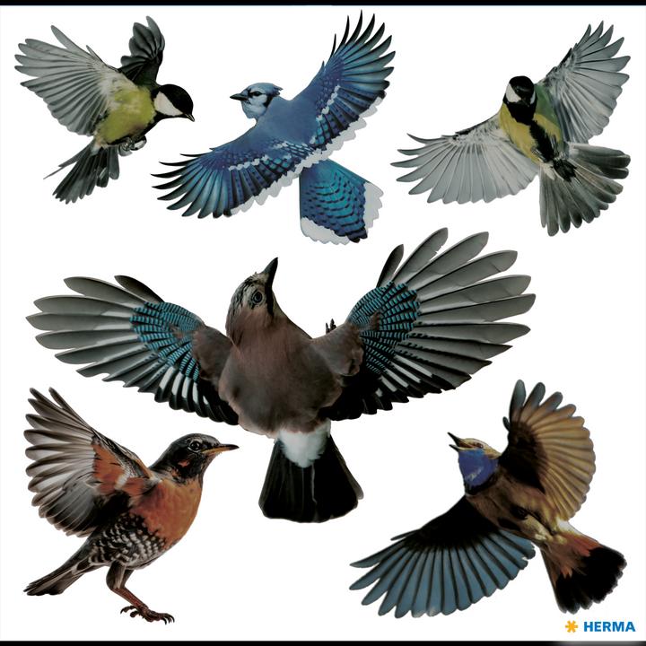 Actual product image HERMA Warning birds stickers