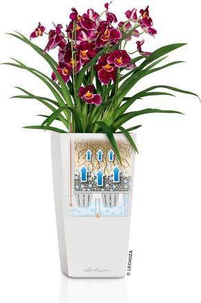 Actual product image Lechuza Cubico Color (22 cm)