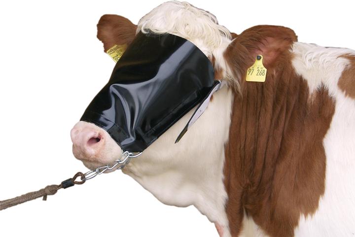 Kerbl Cavezza per mucche con tenda per bovini e catena per il mento