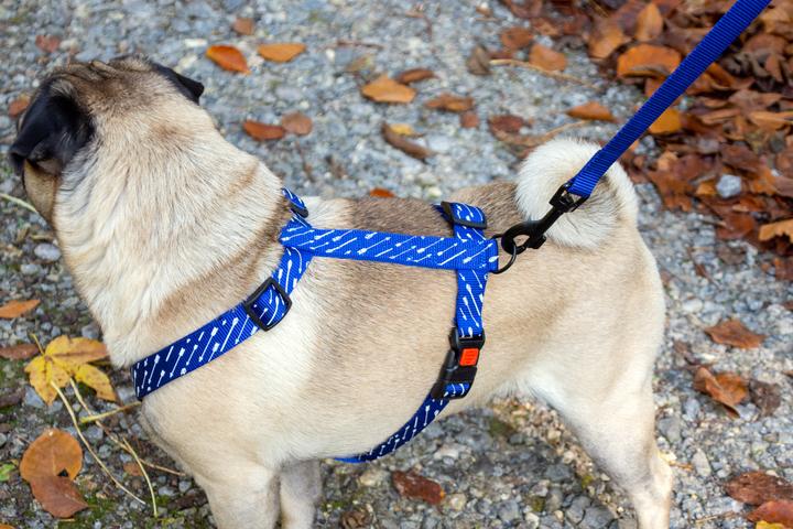 Produktbild Karlie Art Sportiv Plus Leine neue universal Farben Mix and Match (XS, S, M, Hund, Allgemein)