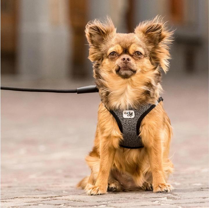 Produktbild Curli Geschirr Merino (3XS, Hund, Allgemein)